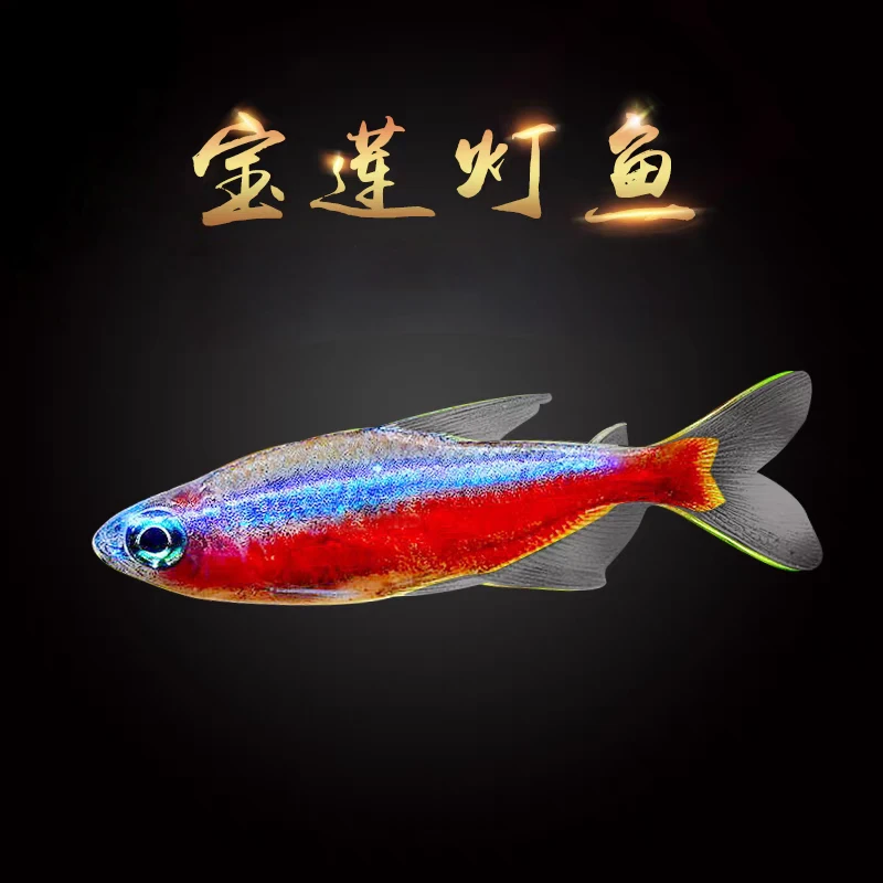 宝莲灯鱼 小型热带观赏鱼