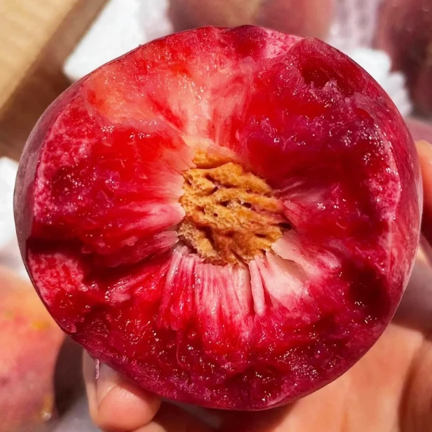 正宗【中华血桃】红心果肉新鲜采摘脱骨离核水蜜桃香甜可口