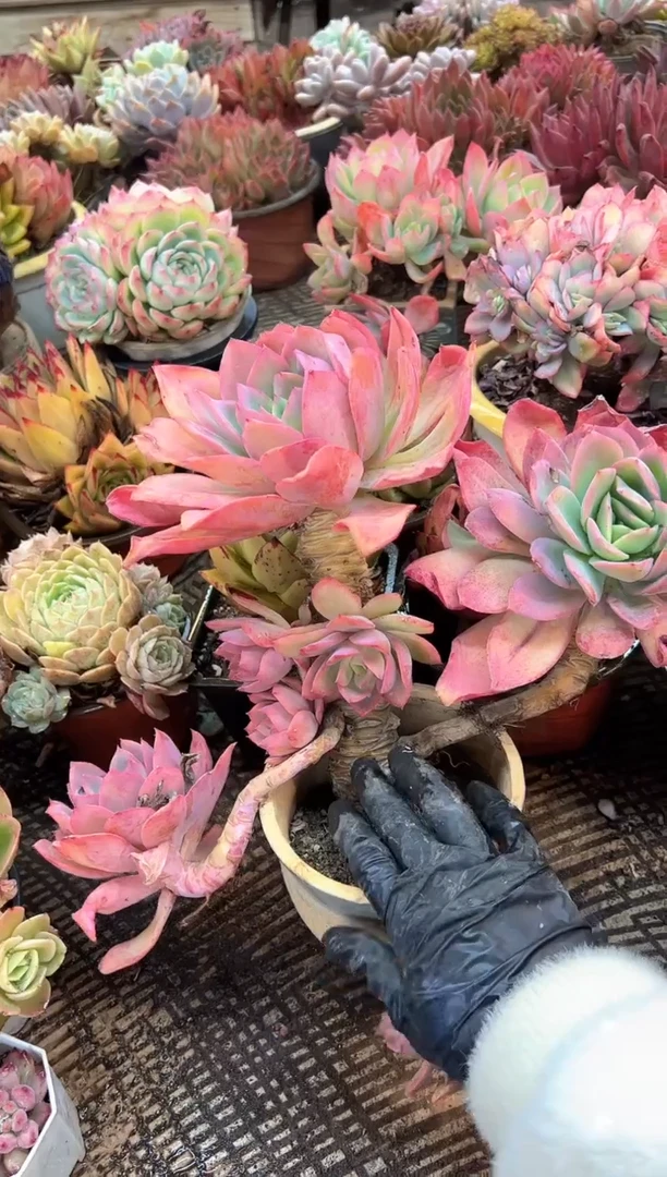 萌**教阿迷洲多肉花卉08446