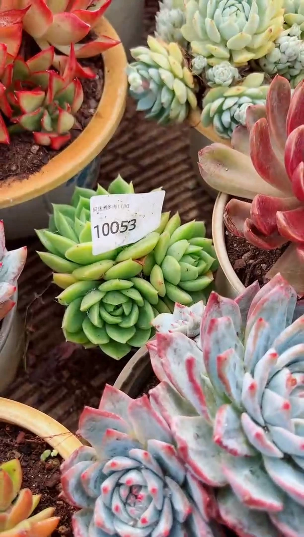 艾*?多肉植物一物一拍10053