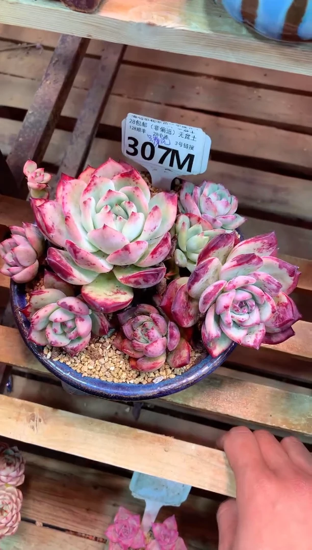 307M只走物流（一物一拍，精品多肉，所见即所得 ）