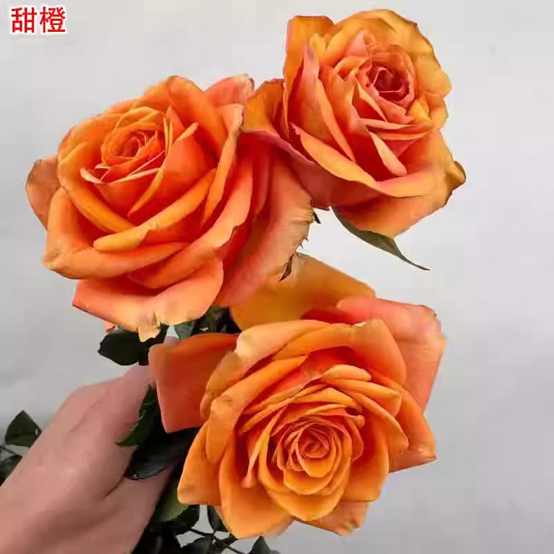 甜橙 超新品切花多季节重复开花