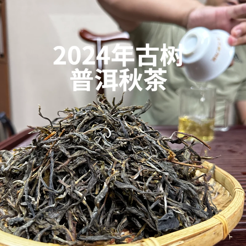 云南古树生茶散茶芽叶肥硕冰糖甜韵汤色橙黄
