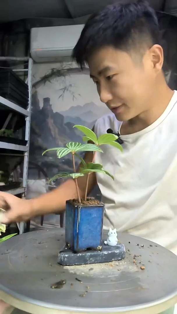 豆?中青园艺一物一拍114