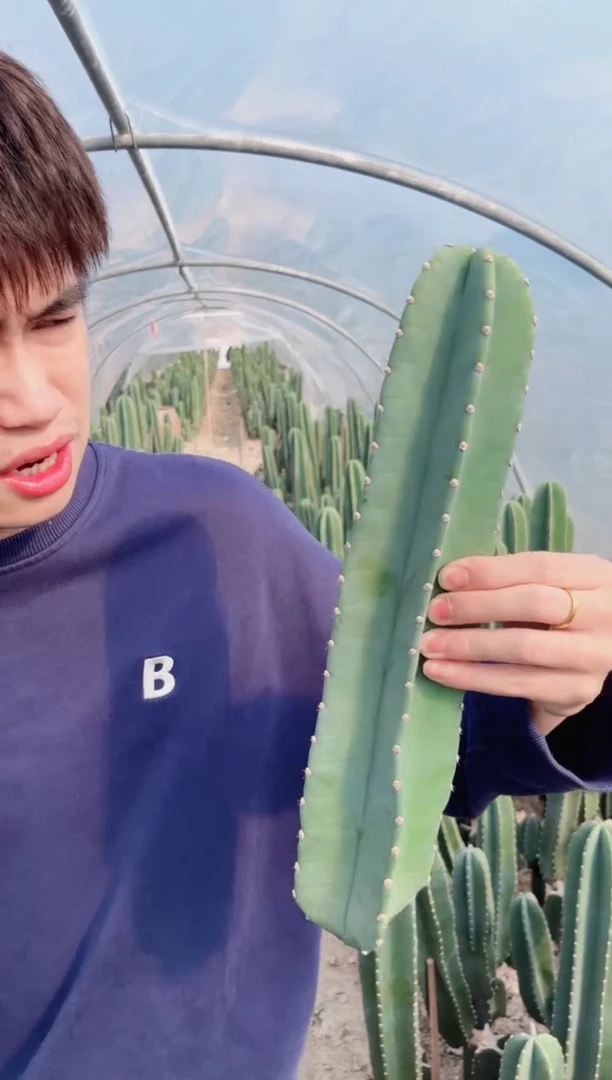 【闪购商品】20cm 量天尺【无根】