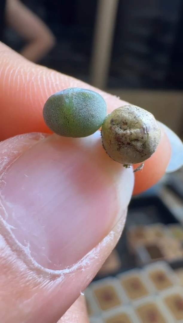 183多肉植物空蝉一颗