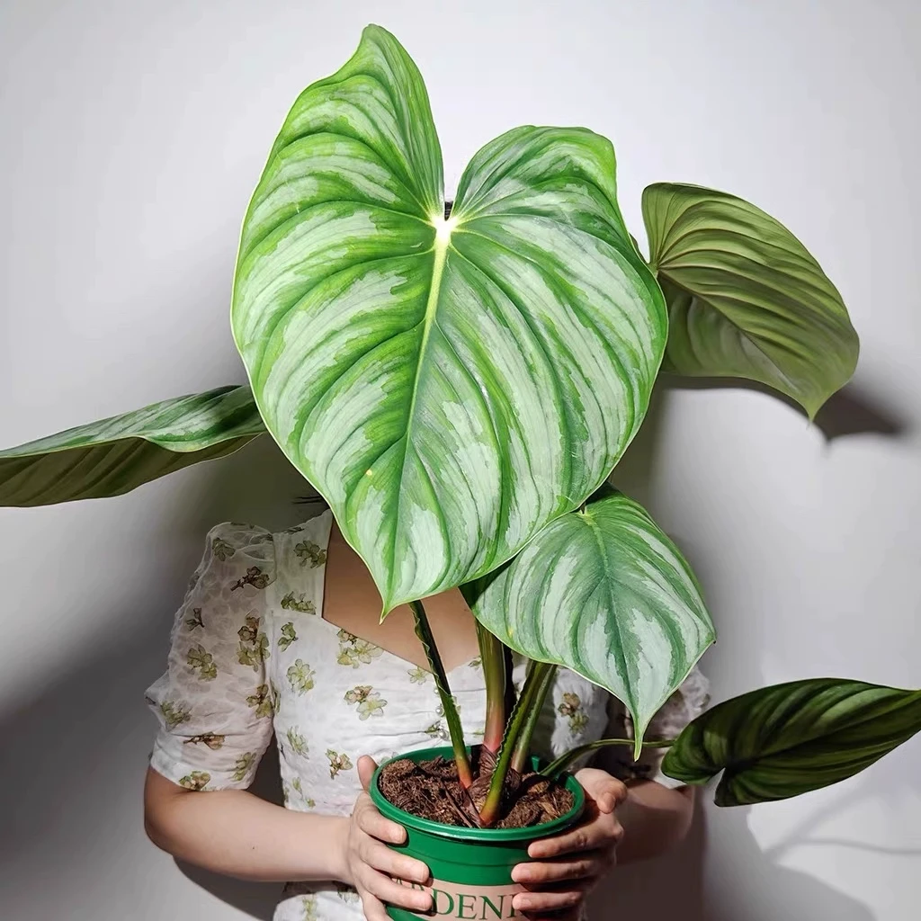 【有植依蔓绿绒】大叶子天南星科植物绿植室内阳台热带植物蔓绿绒