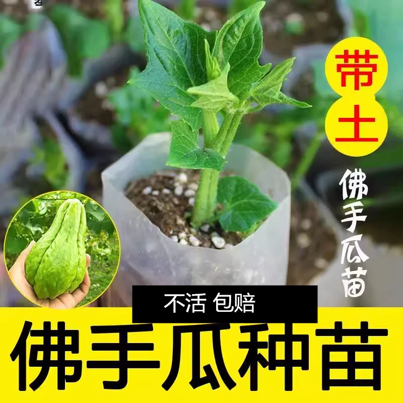佛手瓜苗秧丰收瓜佛手瓜苗田园庭院种植青皮瓜可食茎叶佛手瓜根茎