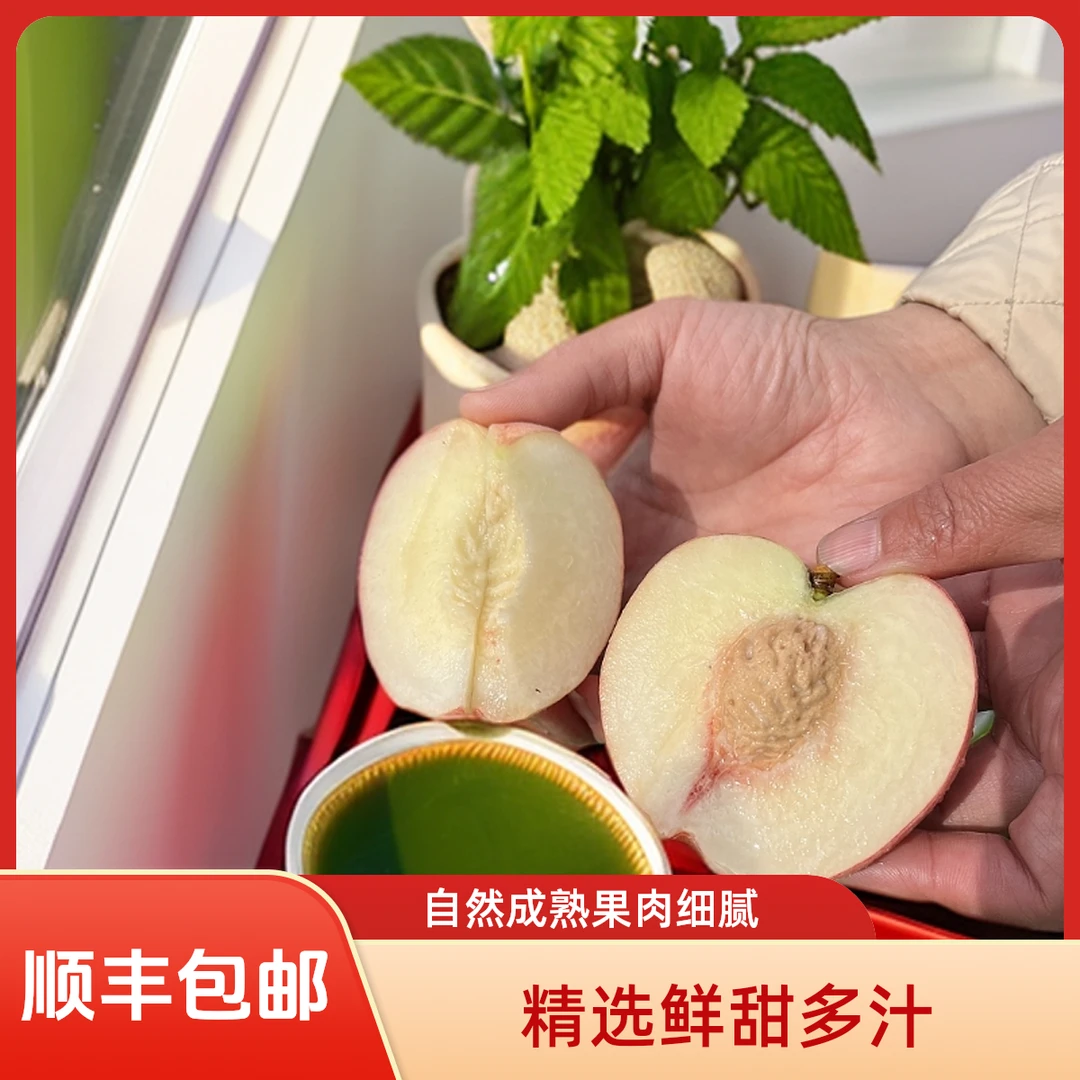 [现货采摘]红梅水密桃鲜桃河北乐亭水蜜桃软糯香甜顺丰包邮