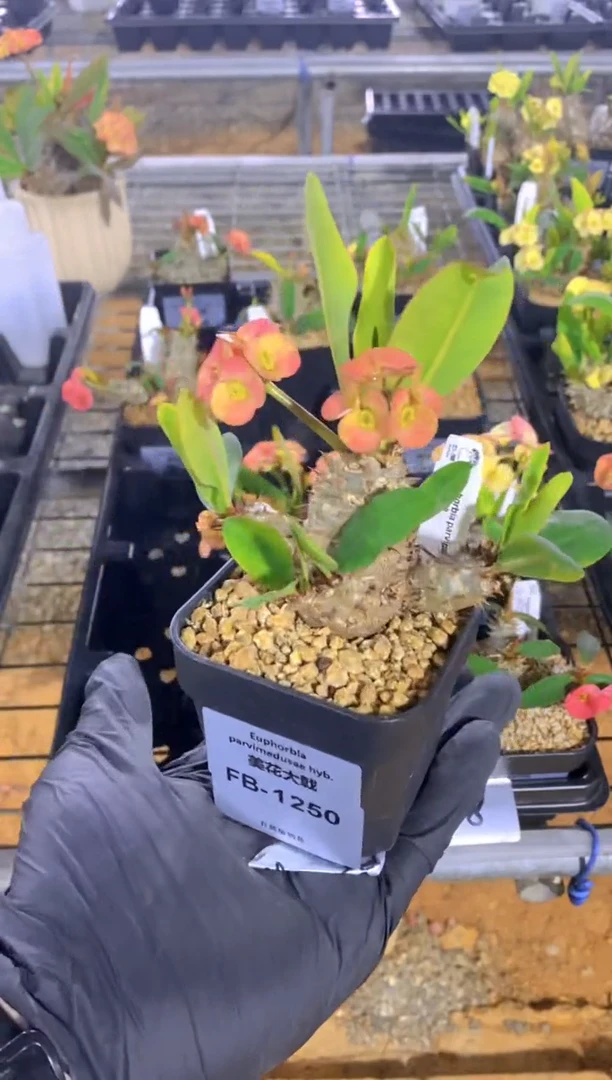 【闪购商品】红陶美花大戟FB-1250