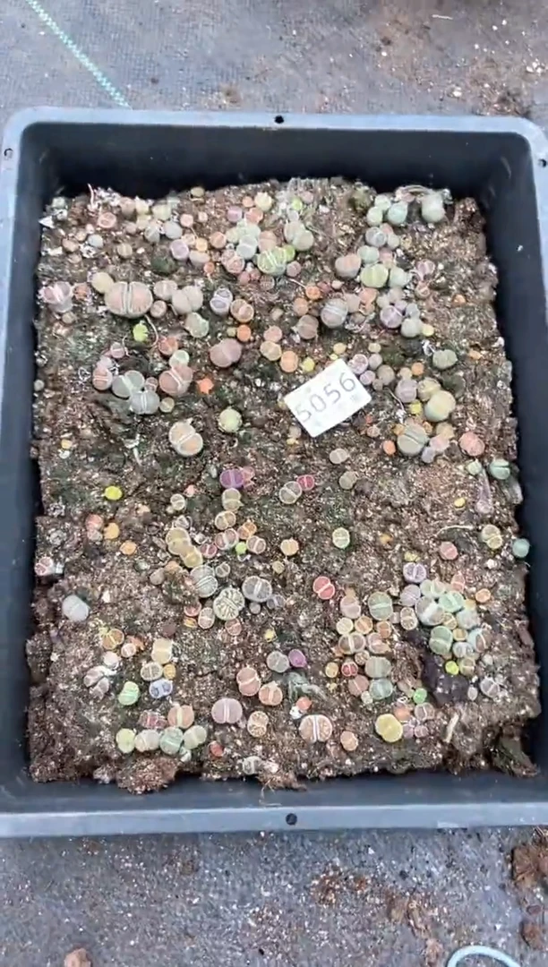 5056特价菊纹章框有疤瑕疵带土不带盆发货
