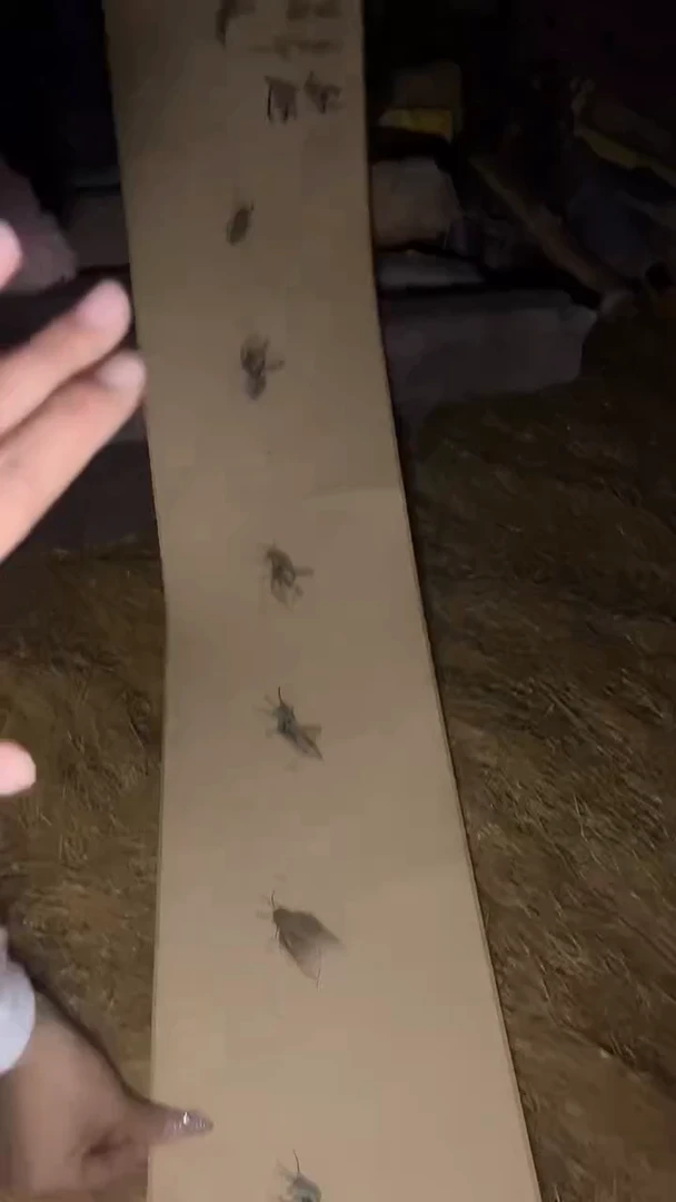 木质精品——————大福利