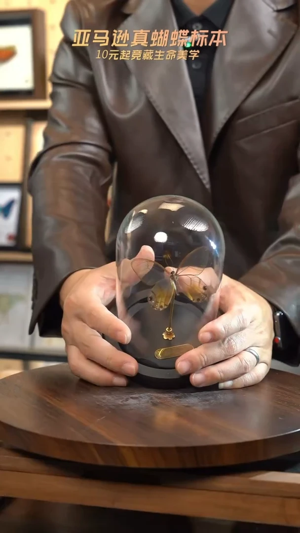 黄晶眼蝶小号玻璃罩