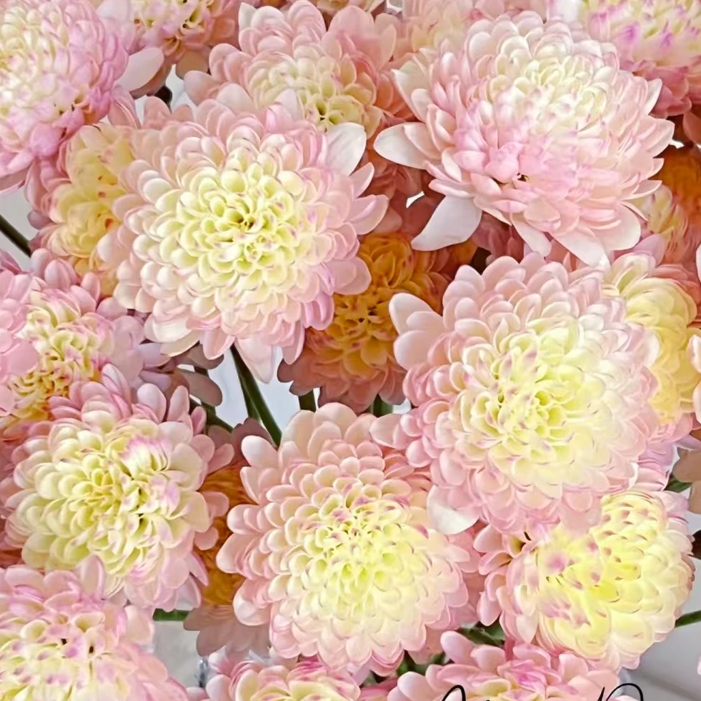 【一品花集】【香槟色宝莲灯】——小菊10支