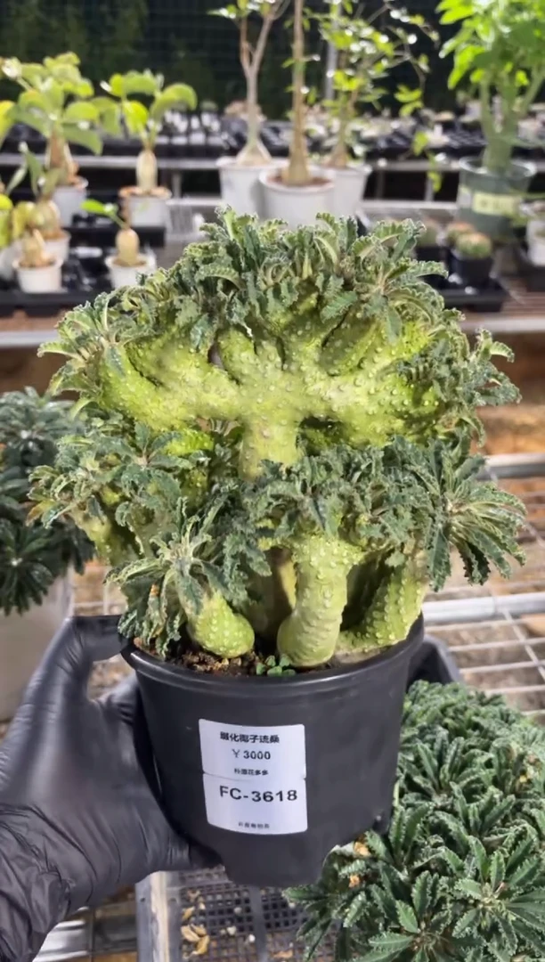 缀化椰子琉桑FC-3618