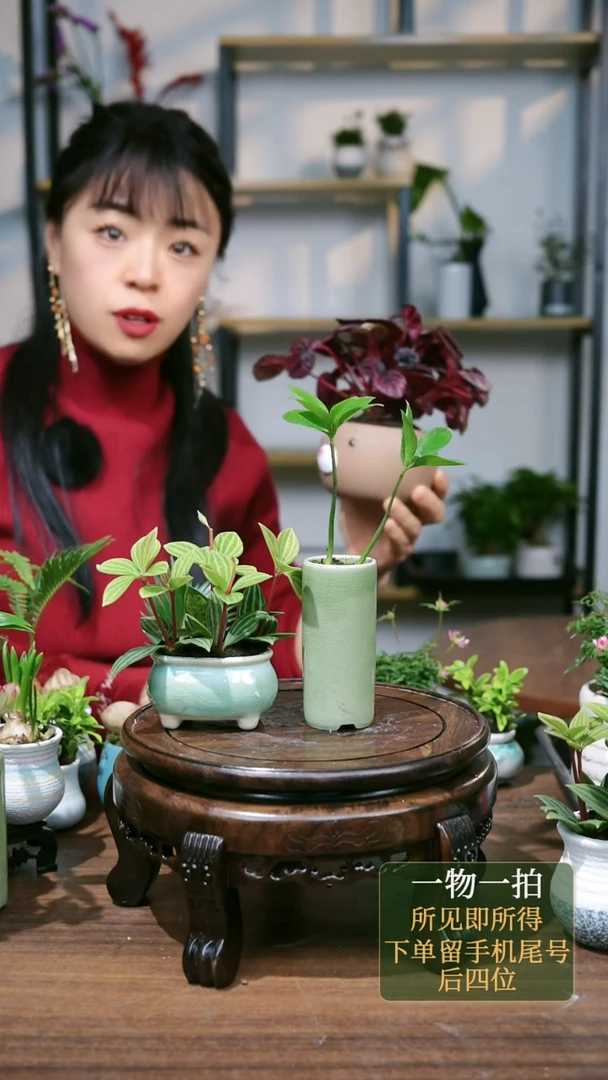 【闪购商品】91--2165红宝石棕熊