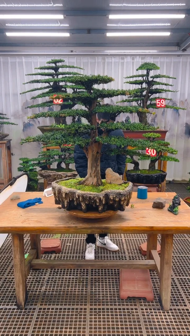 无花朵精品盆景直播间一物一拍