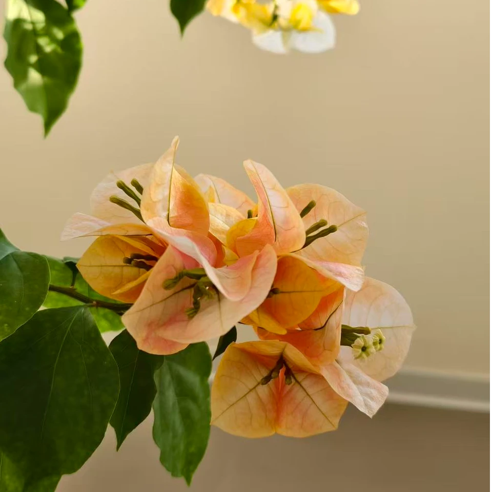 新品凤凰 三角梅袋苗 阳台庭院地栽盆栽绿植花卉