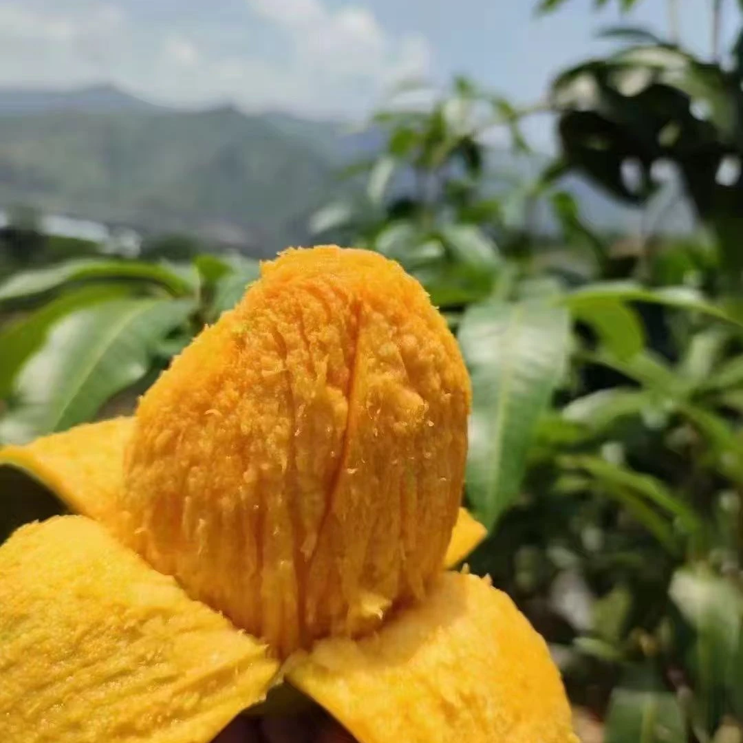 【新疆包邮】四川攀枝花凯特芒，新鲜应季水果四川省