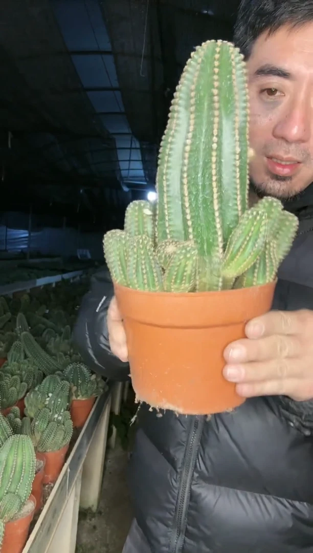 【闪购商品】金刚群1111111