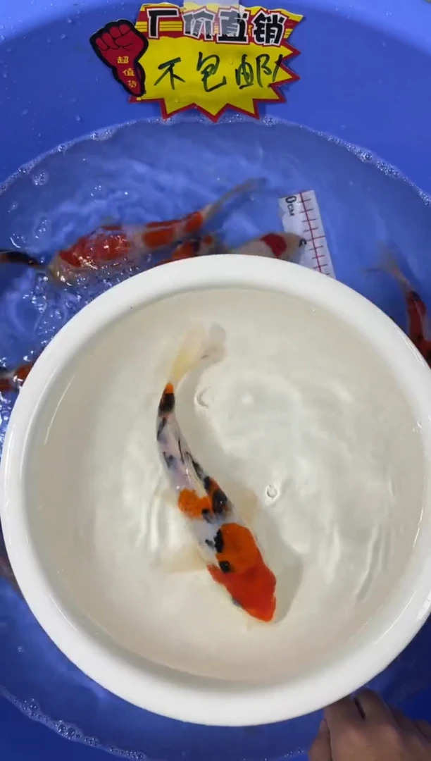 锦鲤活体·二号链接 顺丰到付