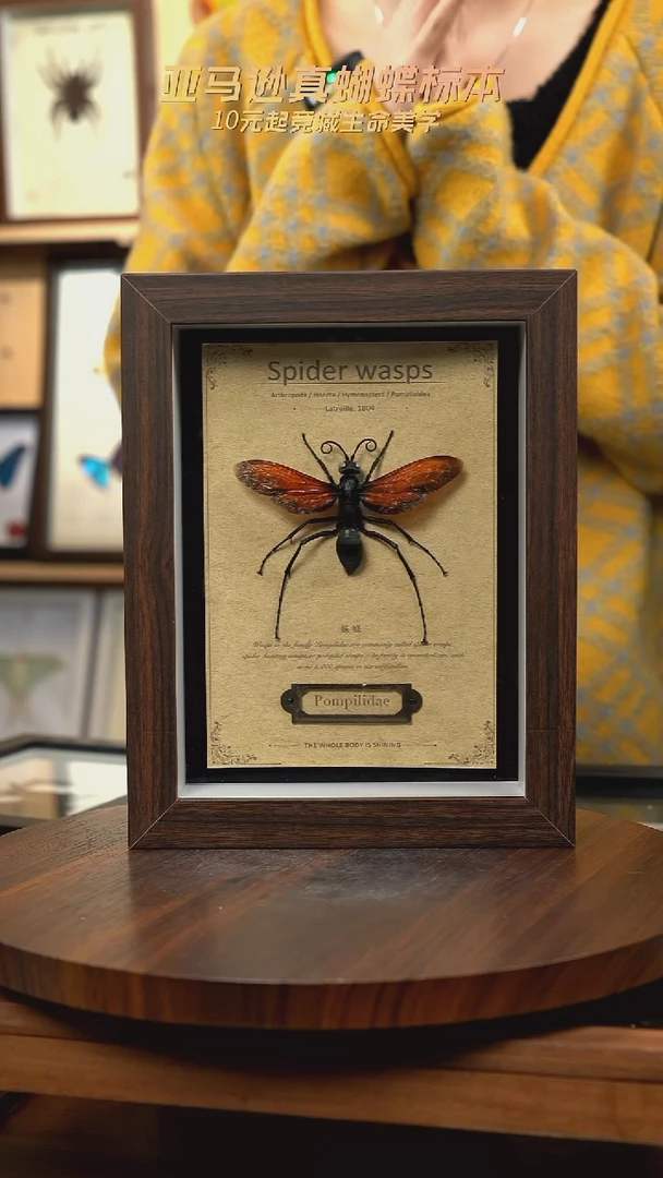 蛛蜂标本8寸复古框