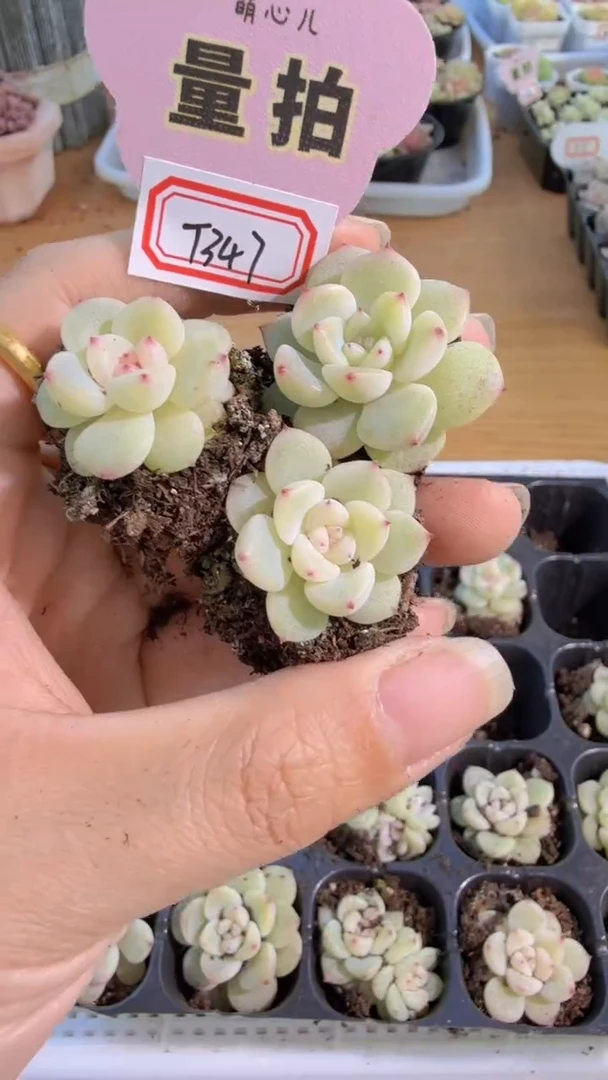 T347单双混 3颗量拍混发 满9.9包邮