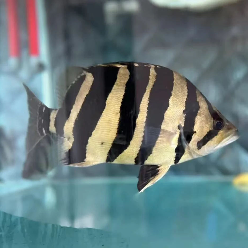 苏门答腊虎鱼四纹活体热带观赏鱼