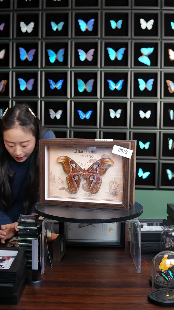 乌桕大蚕蛾标本A4框H619