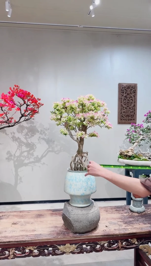 【闪购商品】盆景绿樱