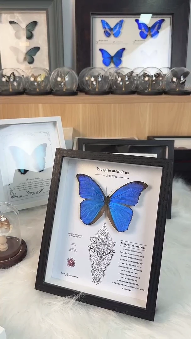 蝴蝶标本真实天然