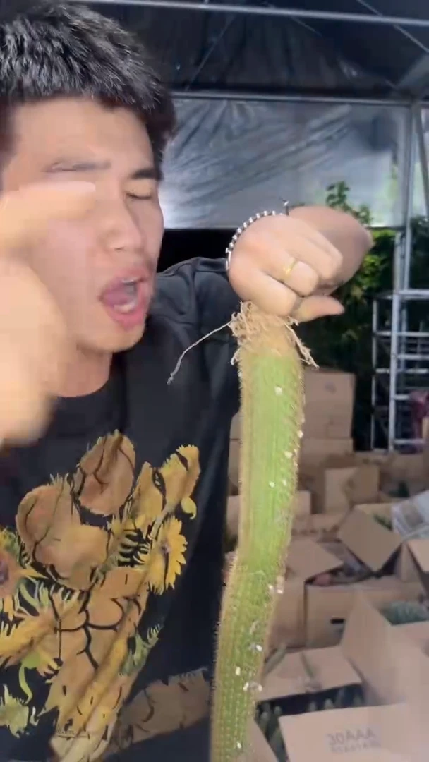 2颗 双色 金妞【带根】