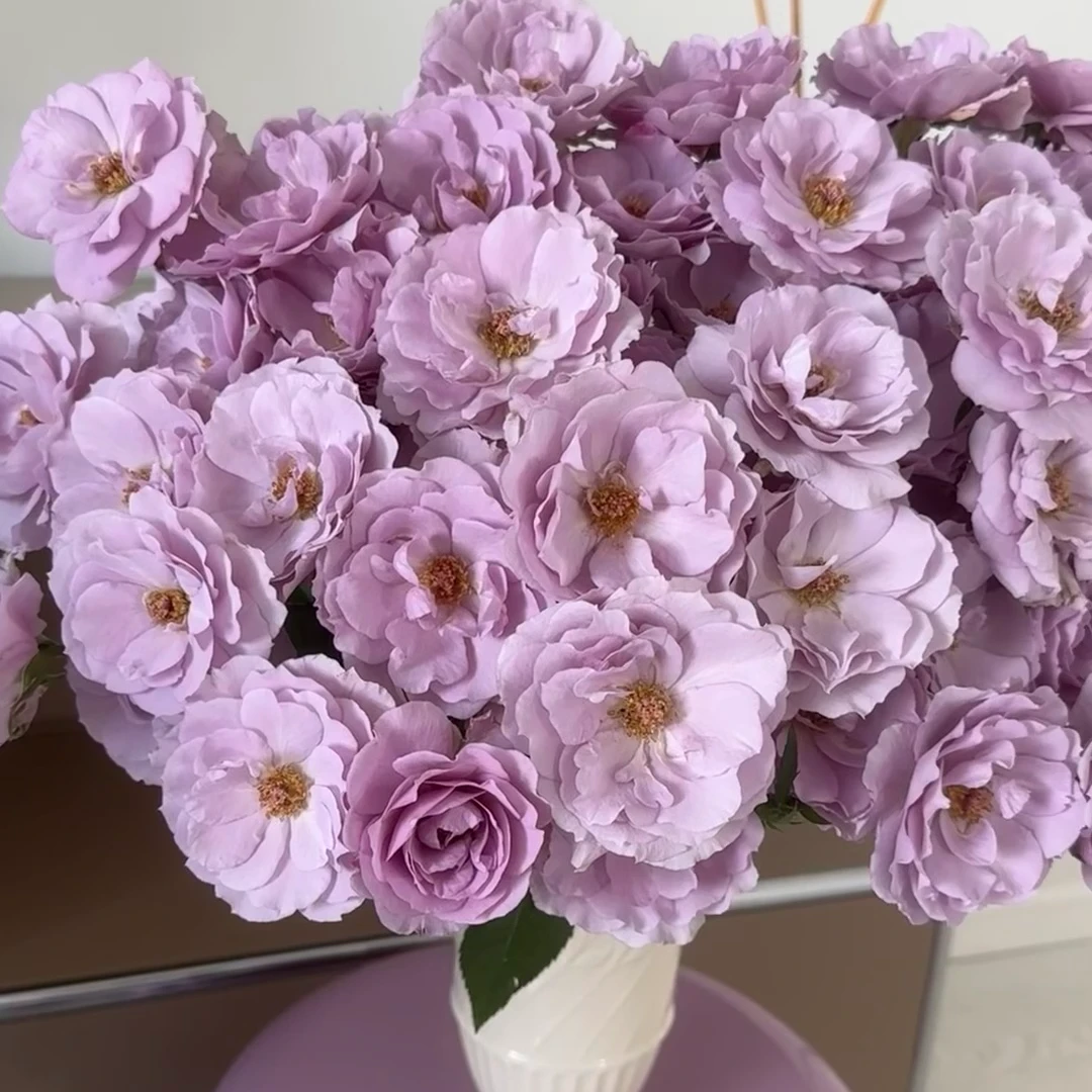 【撒马尔罕】稀有多头玫瑰（一定记的带包装醒花）鲜切花儿