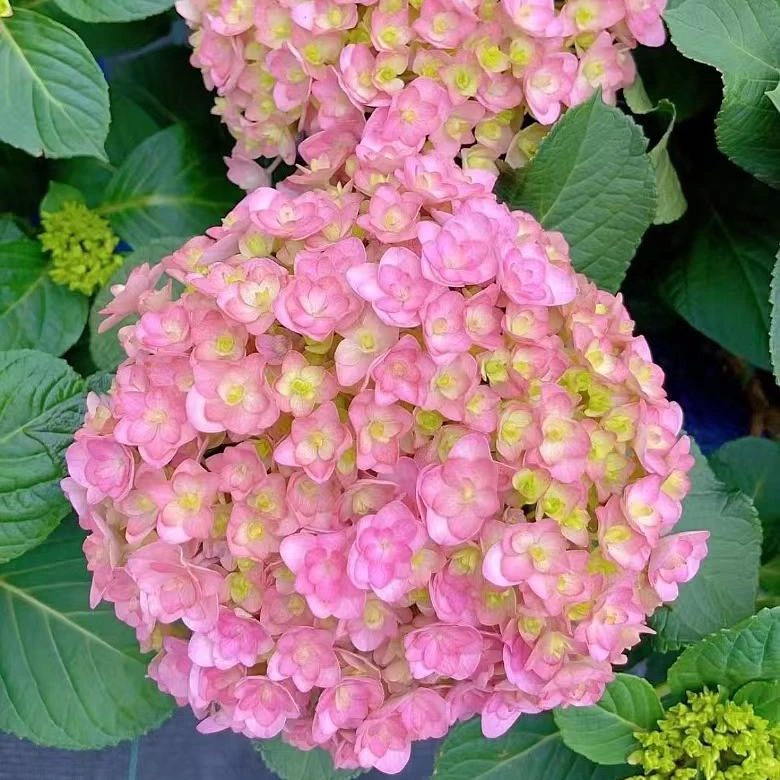 【太阳神殿1加仑】重瓣粉色大花多季节新老枝室内外庭院耐寒耐热