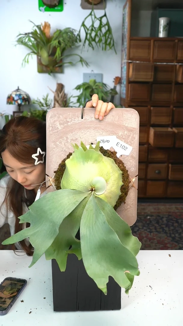 不开花植物E102-last christmas