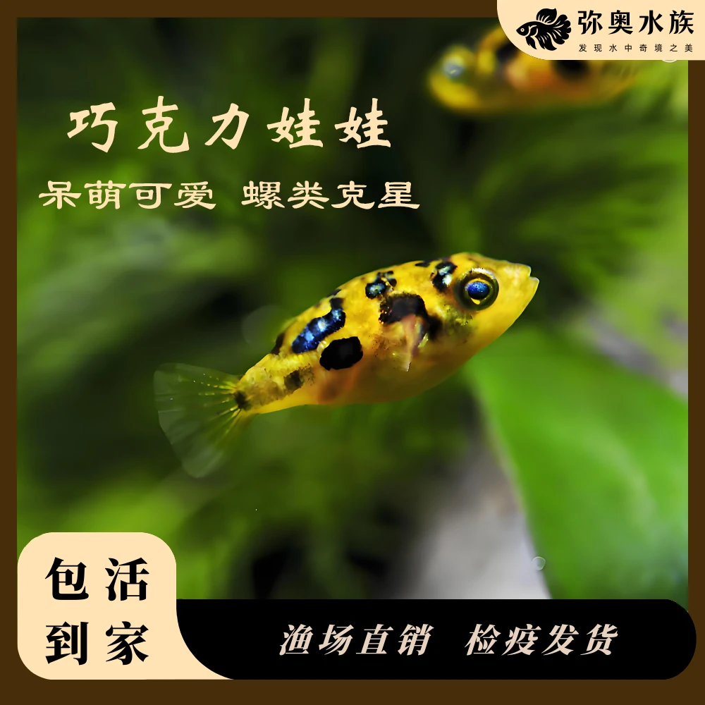 巧克力娃娃/潜水艇/淡水观赏鱼/小型迷你河豚/吃螺工具鱼/鼓气鱼