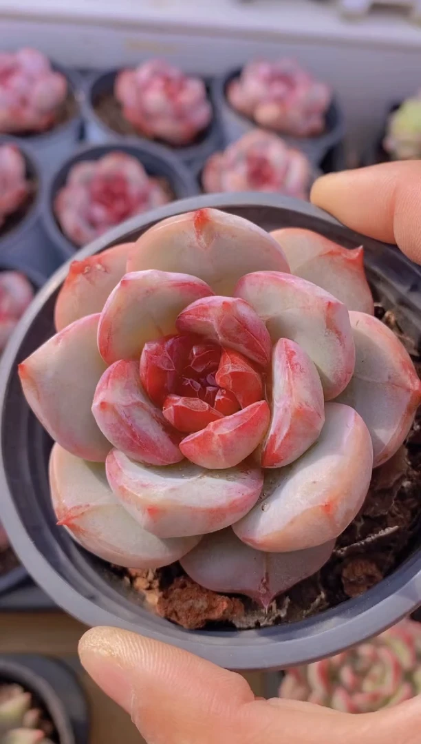 A89-血色浪漫（量拍）