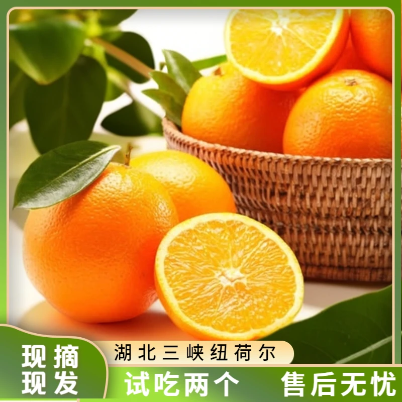 【内蒙包邮】正宗湖北三峡脐橙江边爆汁橙现摘现发内蒙包邮X