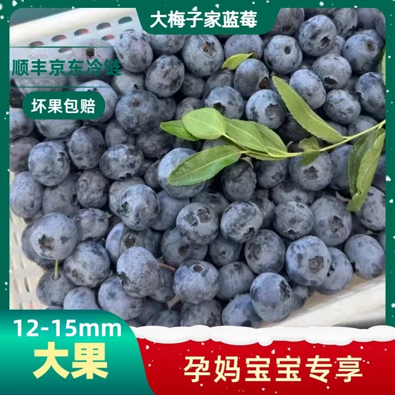 [大果]12-15mm新鲜采摘 应季高山蓝莓鲜果  酸甜爆汁带盒100g/盒