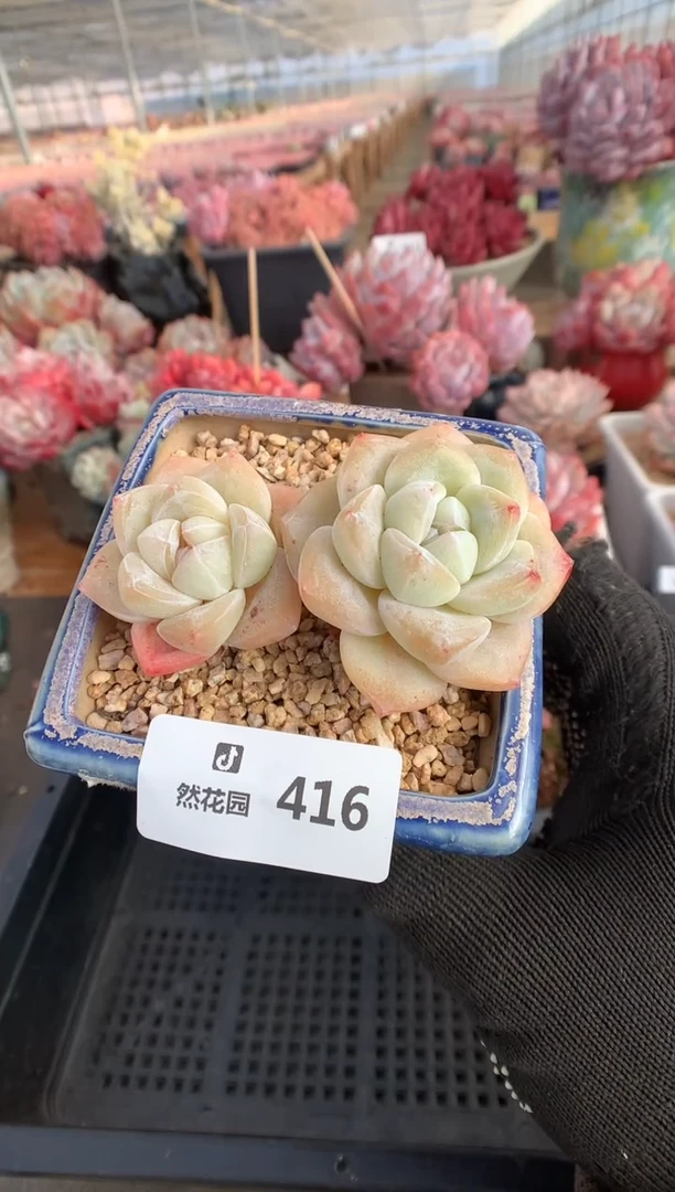 416冰玉多肉植物一物一拍