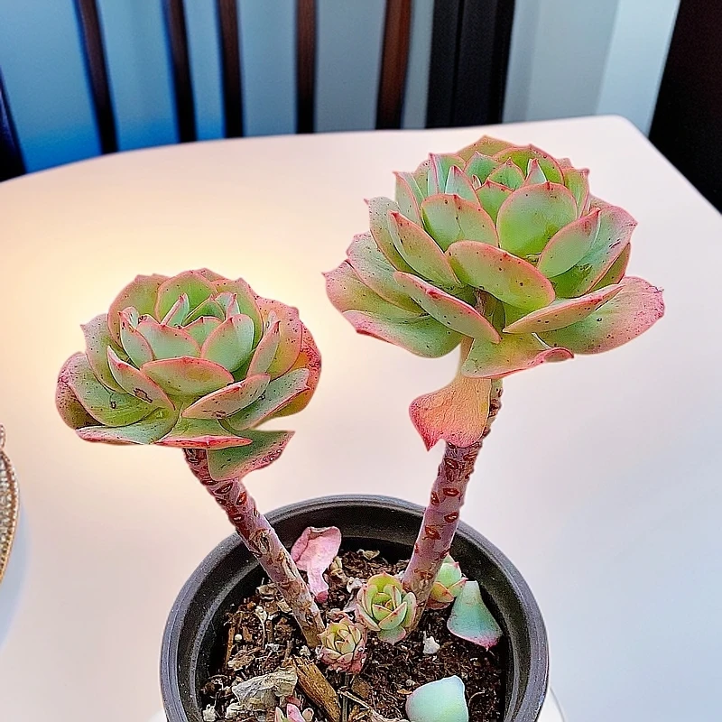 克罗地亚玫瑰 10盆 带盆 多肉【满15包邮】新手好养 红色