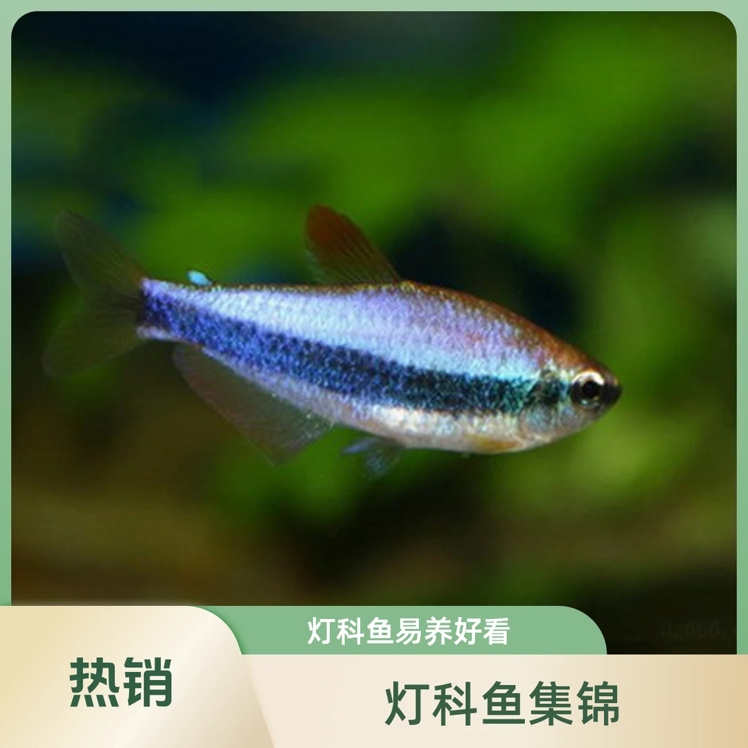 【包损】灯科鱼斑马鱼活体练手好养红绿宝莲灯小型热带观赏鱼