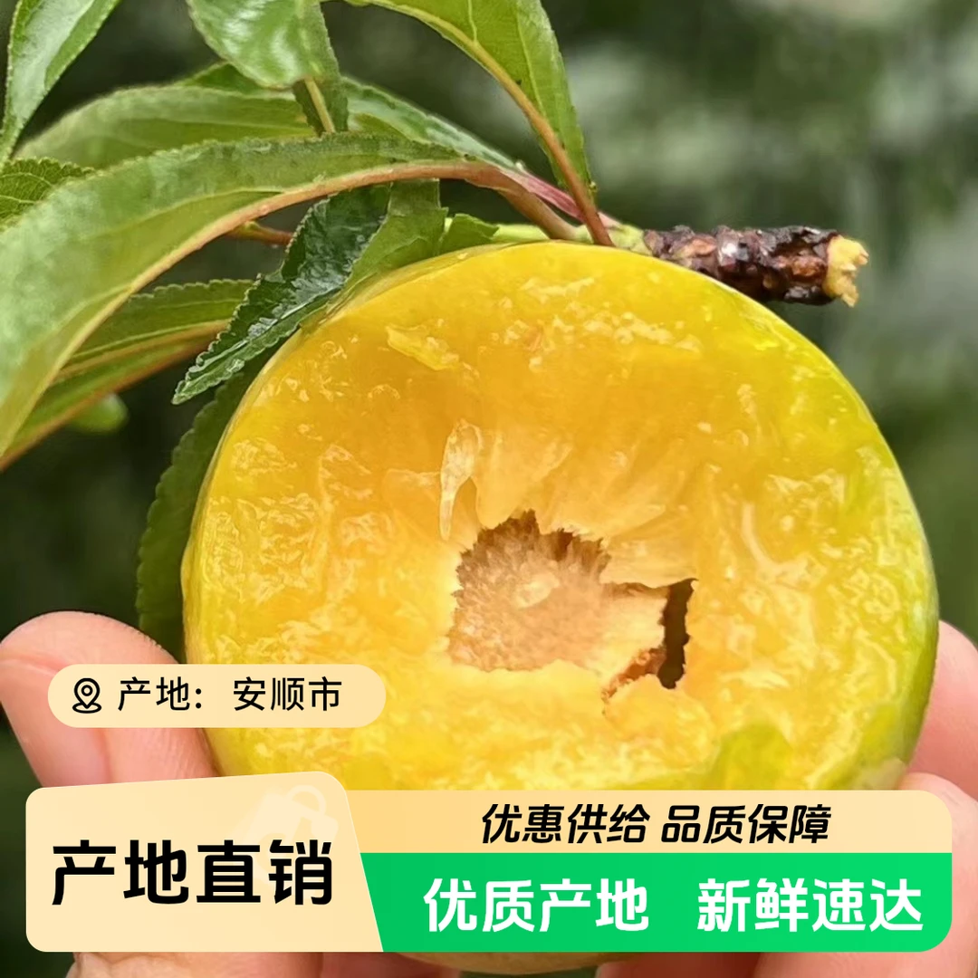 贵州六马蜂糖李脆甜 果园现摘 中果 大果 新鲜发货贵州省