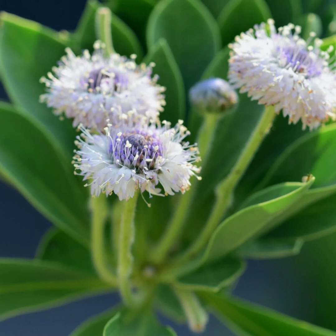 [蓝眼睛地团花] 1盆130口径 地团花耐寒耐热养植物造景简单