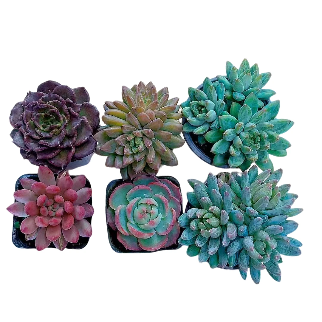 【王炸组合】【满9.9包邮】星花怒放阳台露台办公多肉植物栽种养