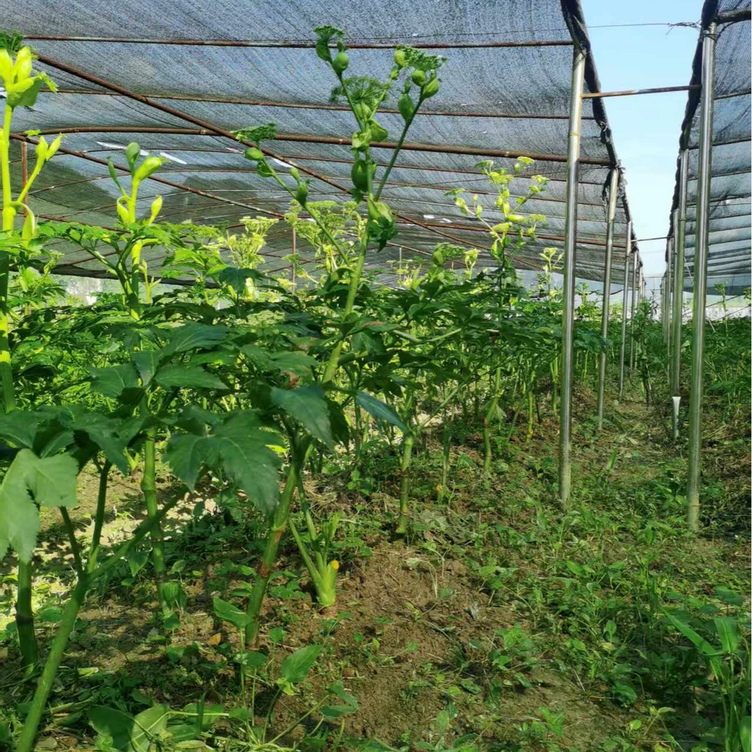 咸草王神仙草仿野生露天种植干叶可泡茶长寿菜叶子蔬菜干货