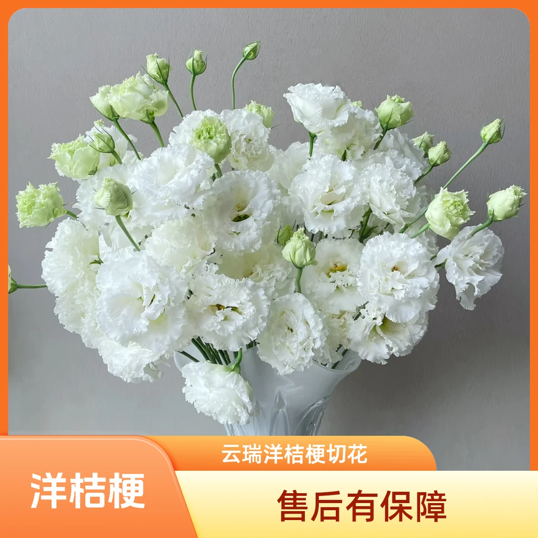 【云瑞鲜花甄选】洋桔梗鲜切花家具插花水养瓶插好养
