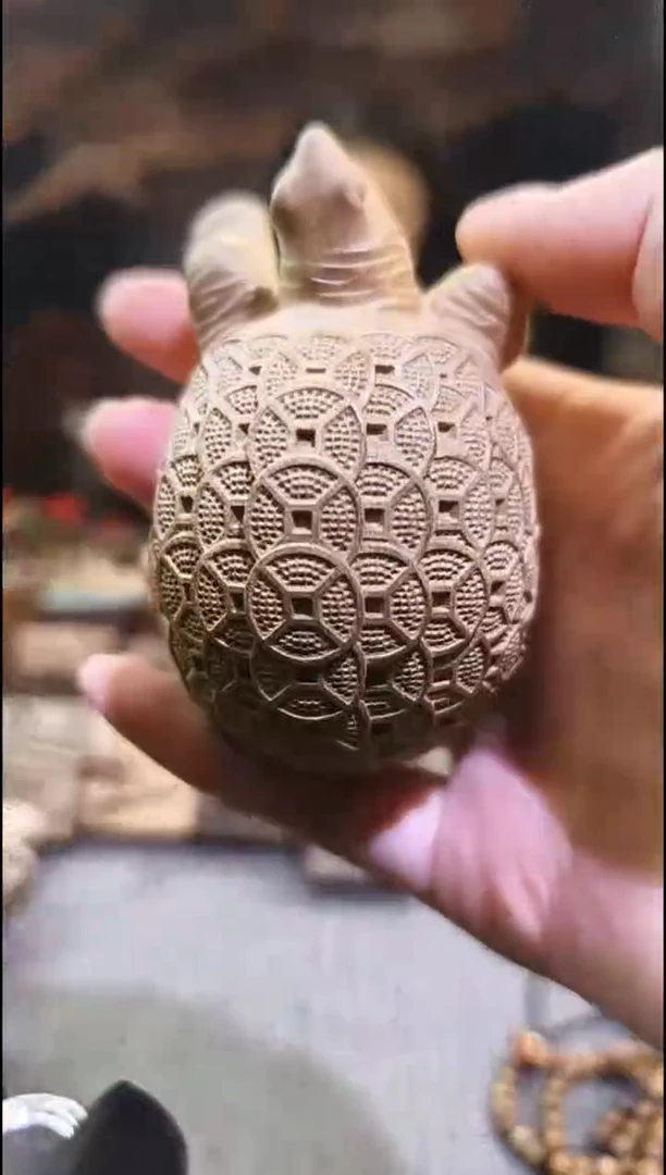 金丝        楠金钱龟