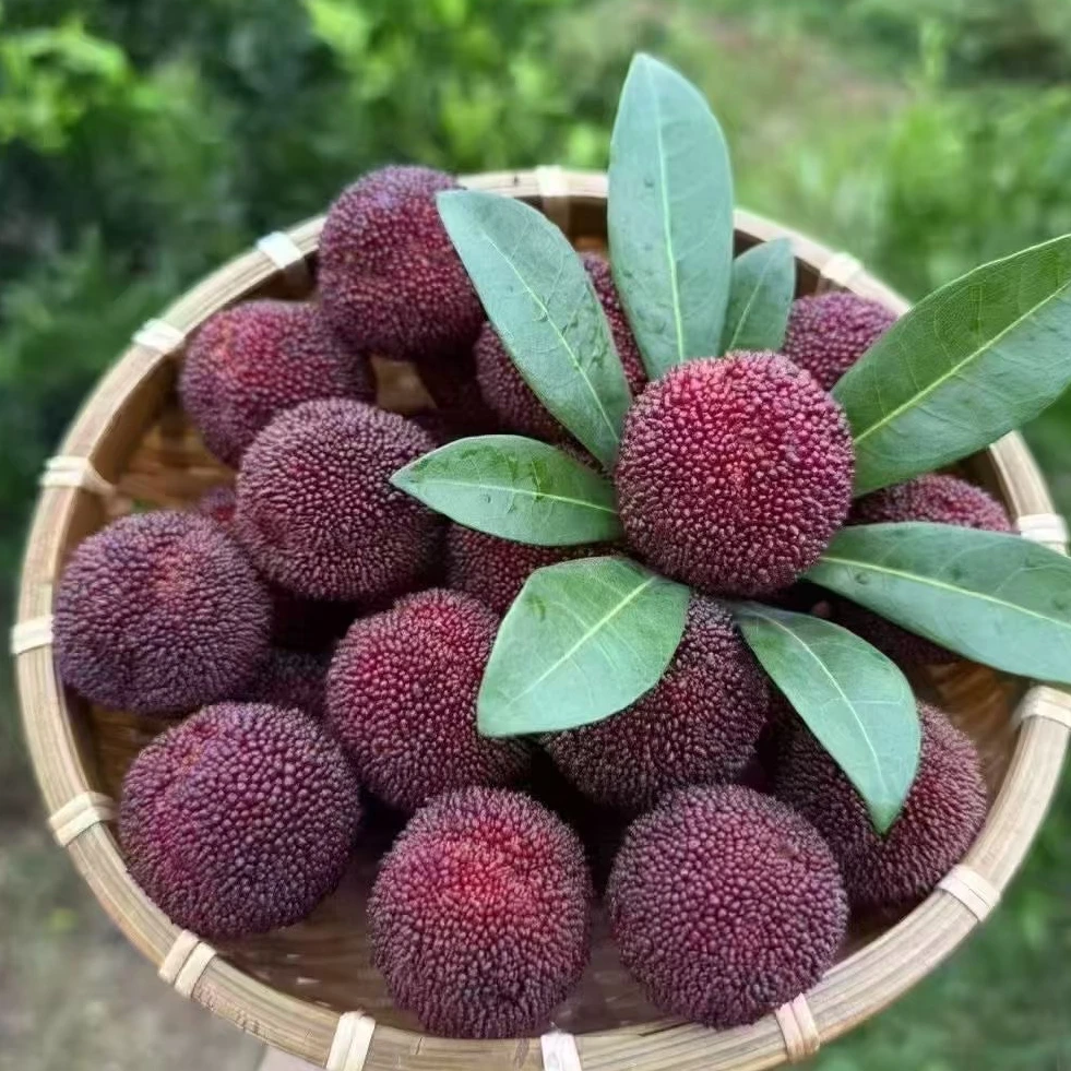 今天树上采摘的【台州仙居东魁杨梅7A】