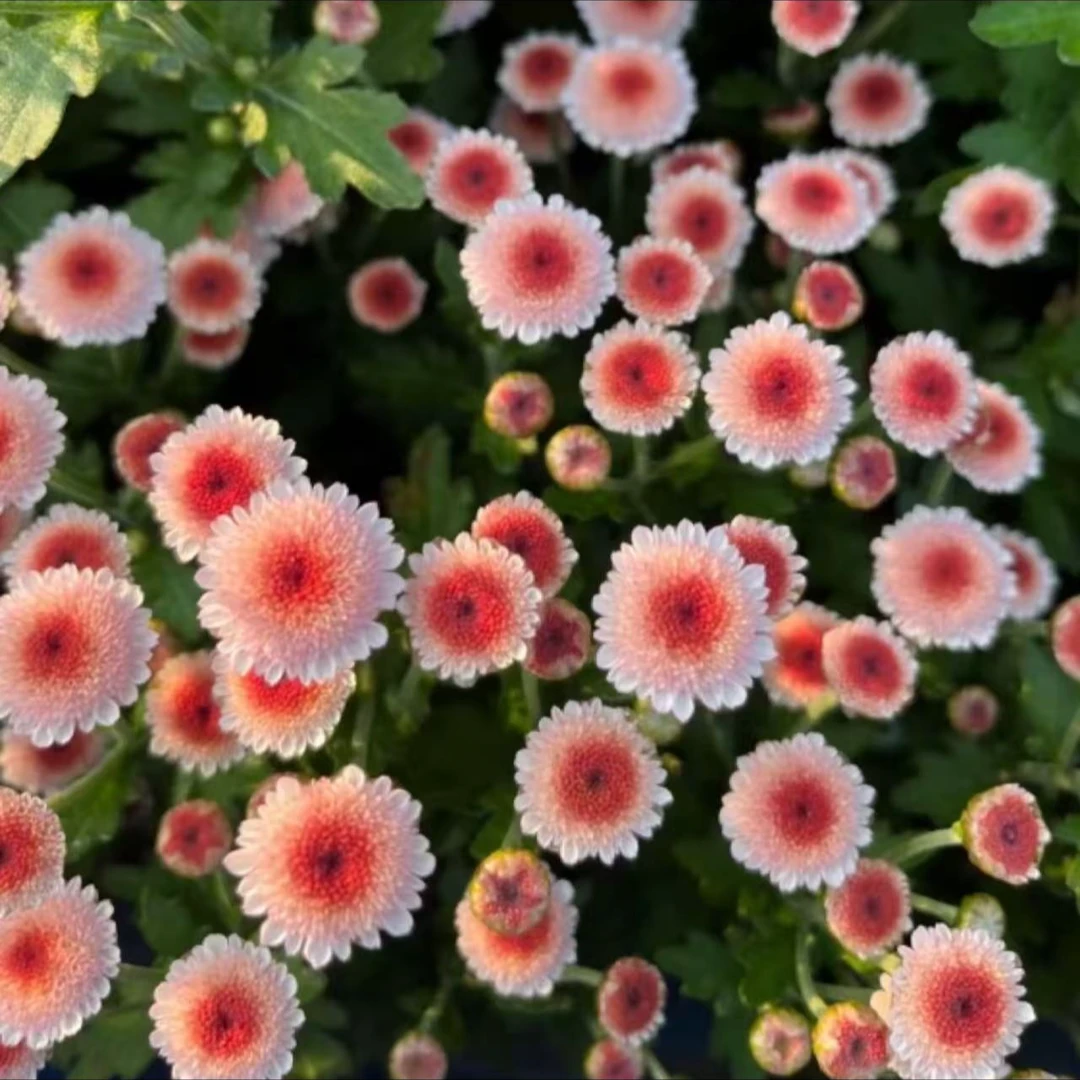 【珠玉之卵】带花苞菊花盆栽九月菊多季开花室内花卉植物